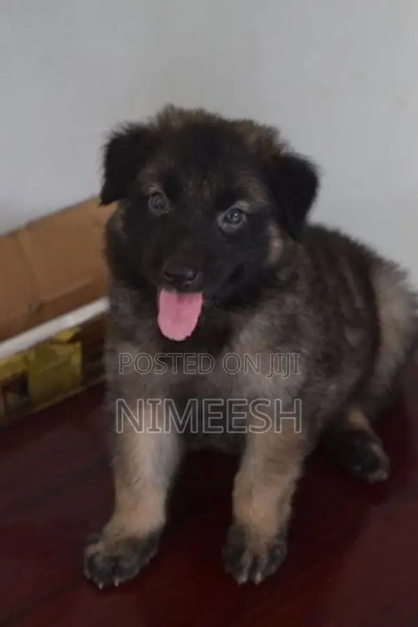 German Shepherd Puppy