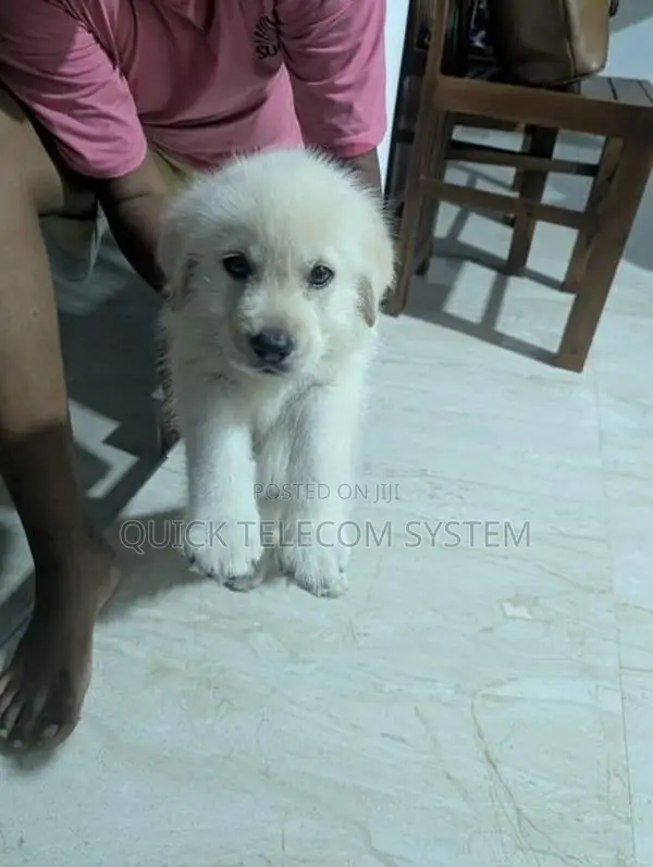 Pure White Labrador Puppy