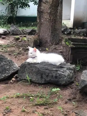 Persian Kitten