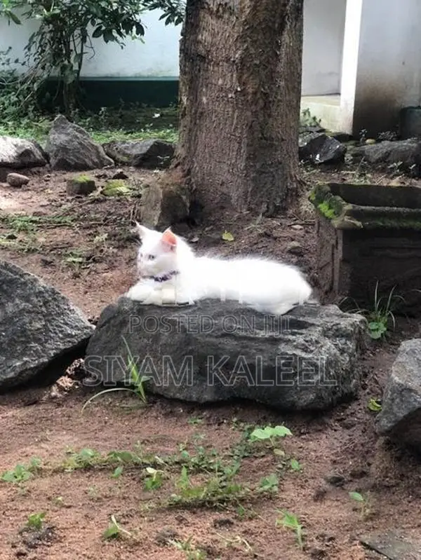 Persian Kitten