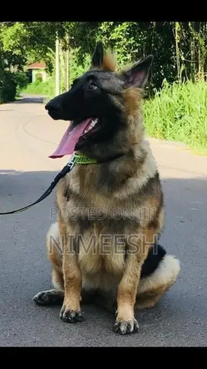 German Shepherd Puppy