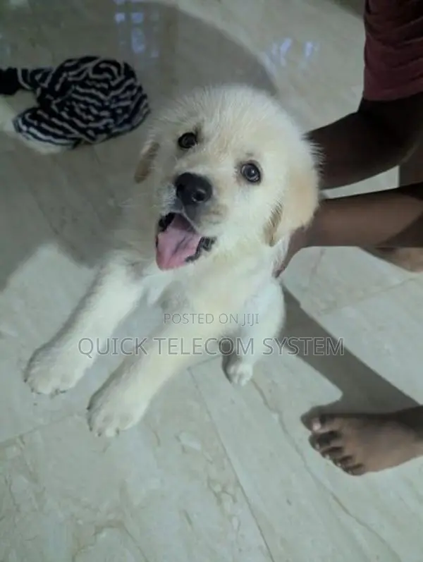 Pure White Labrador Puppy