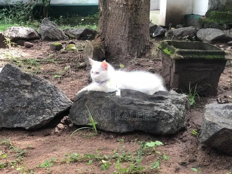 Persian Kitten