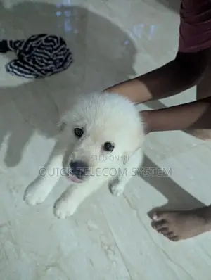 Pure White Labrador Puppy
