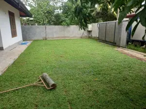 Malaysian Carpet Grass