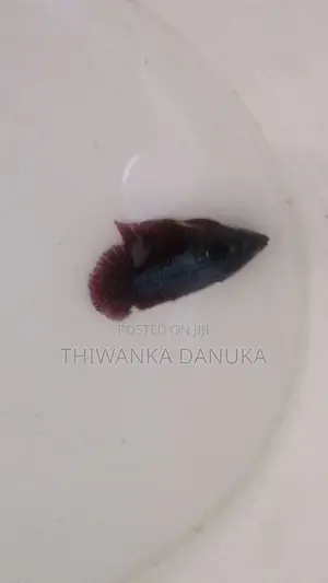 Fighter Fish