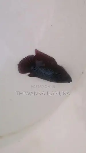Fighter Fish