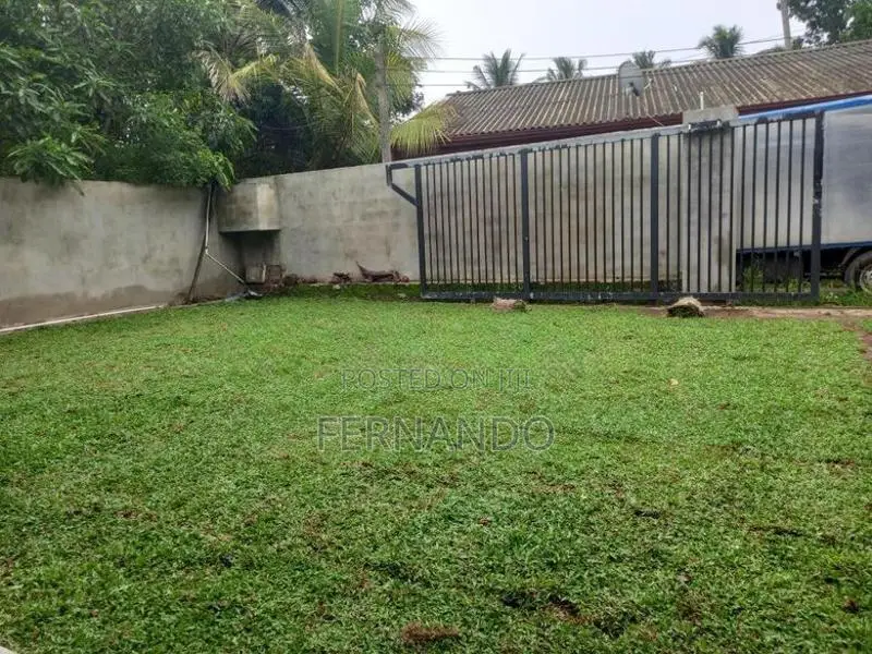 Malaysian Carpet Grass