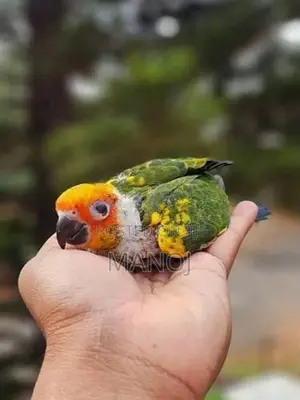 Sunconure Bird
