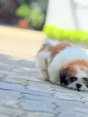 Shih Tzu Puppies
