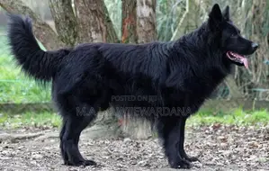 Belgian Shepherd Dog