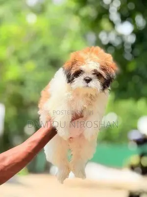 Shih Tzu Puppies