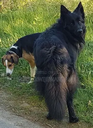 Belgian Shepherd Dog