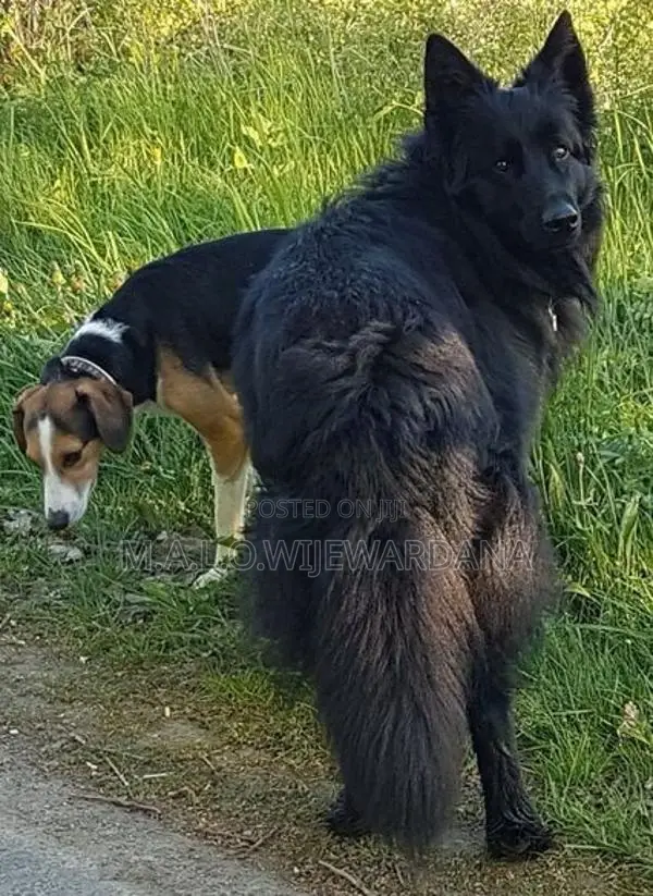 Belgian Shepherd Dog