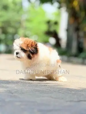 Shih Tzu Puppies