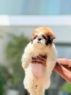 Shih Tzu Puppies