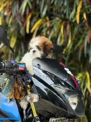Shih Tzu Puppies