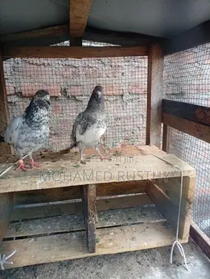 Pigeons