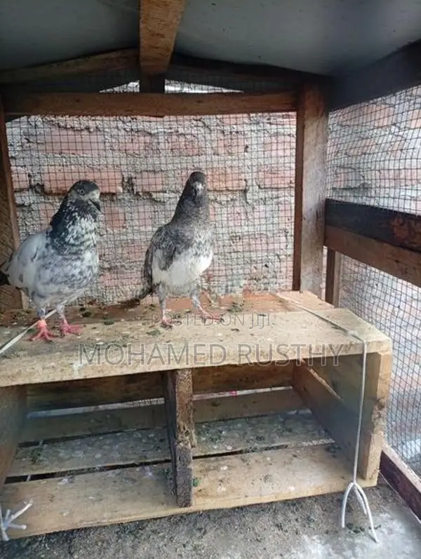 Pigeons