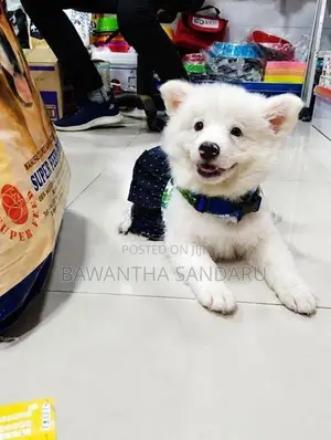 Japanese Spitz Puppies