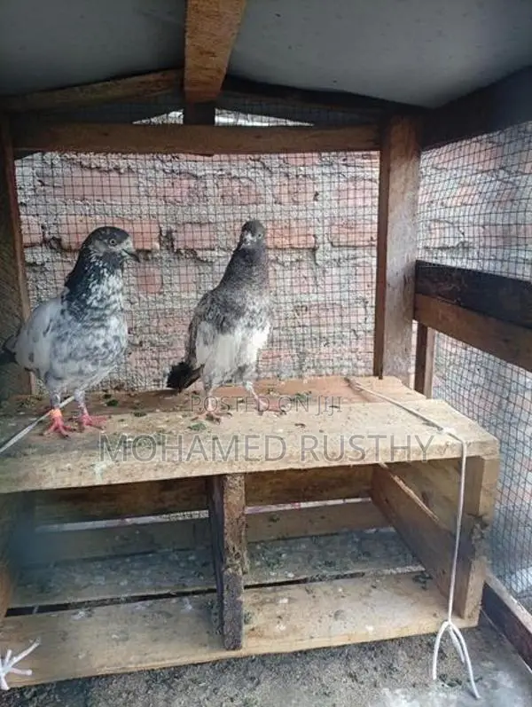 Pigeons
