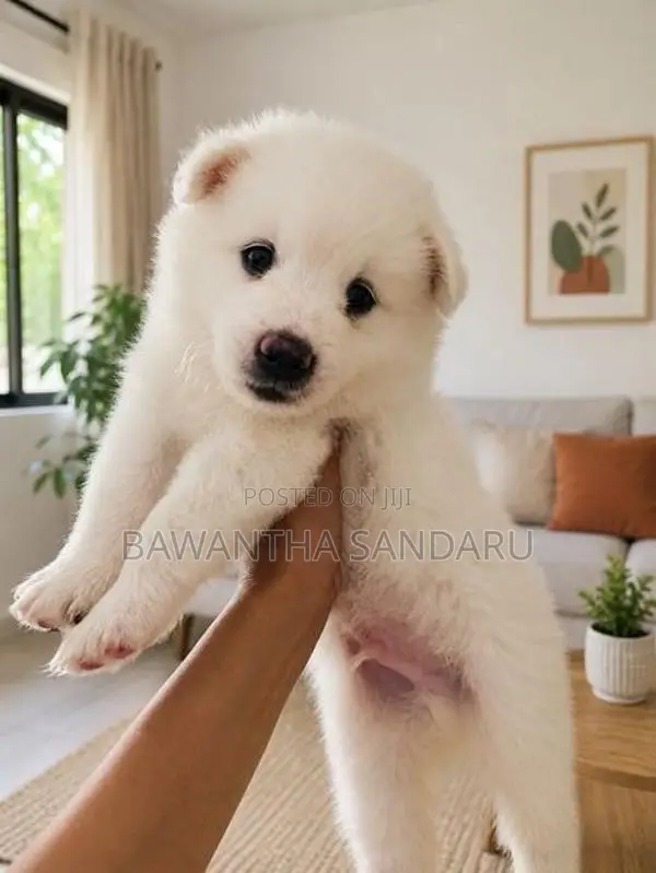 Japanese Spitz Puppies