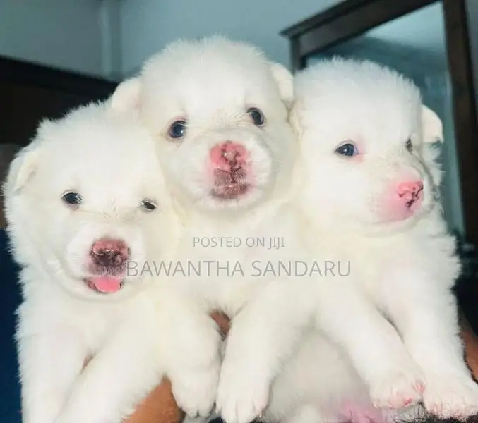 Japanese Spitz Puppies