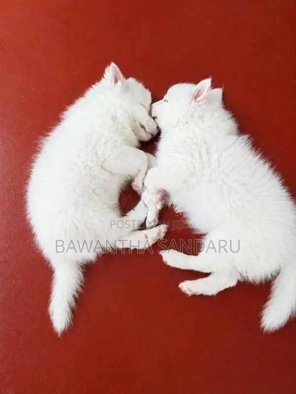 Japanese Spitz Puppies