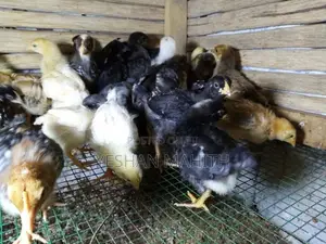 කුකුල් පැටවු