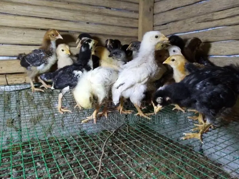 කුකුල් පැටවු