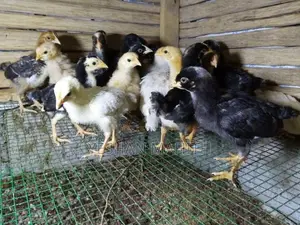කුකුල් පැටවු