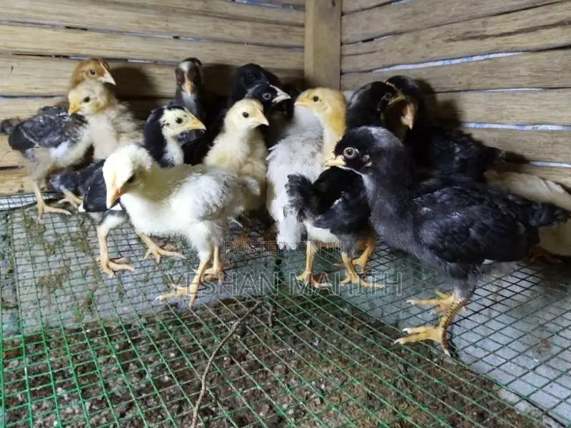 කුකුල් පැටවු