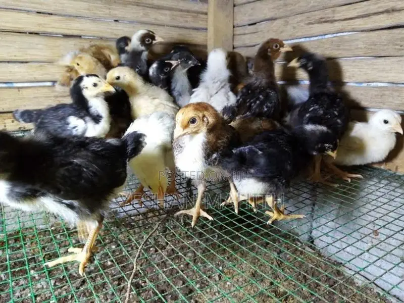 කුකුල් පැටවු