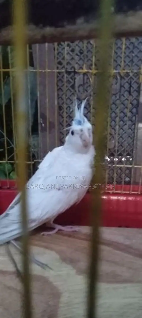 Cocktail Bird
