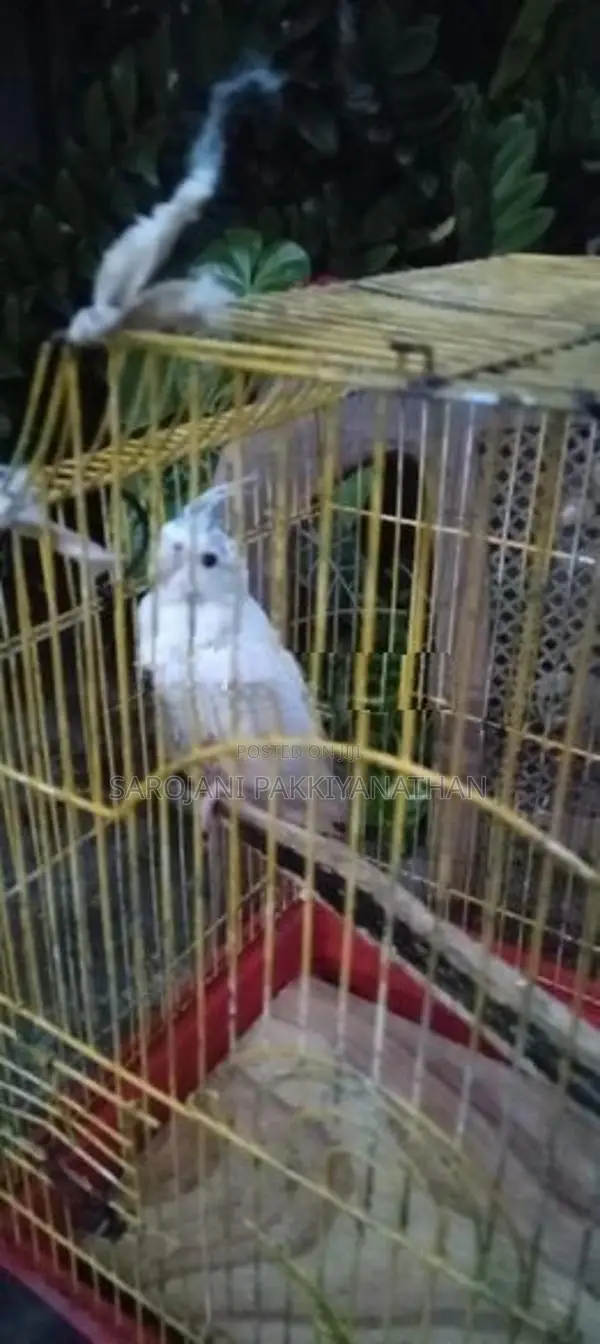 Cocktail Bird