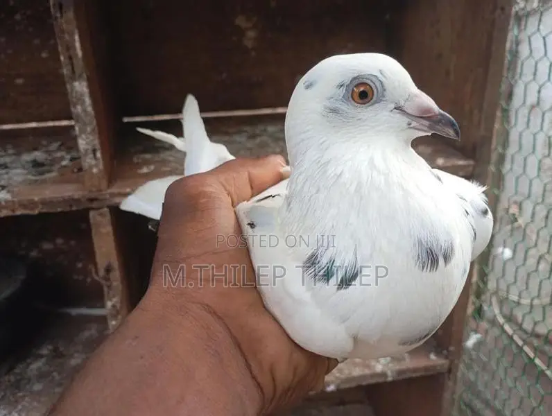 Pigeons