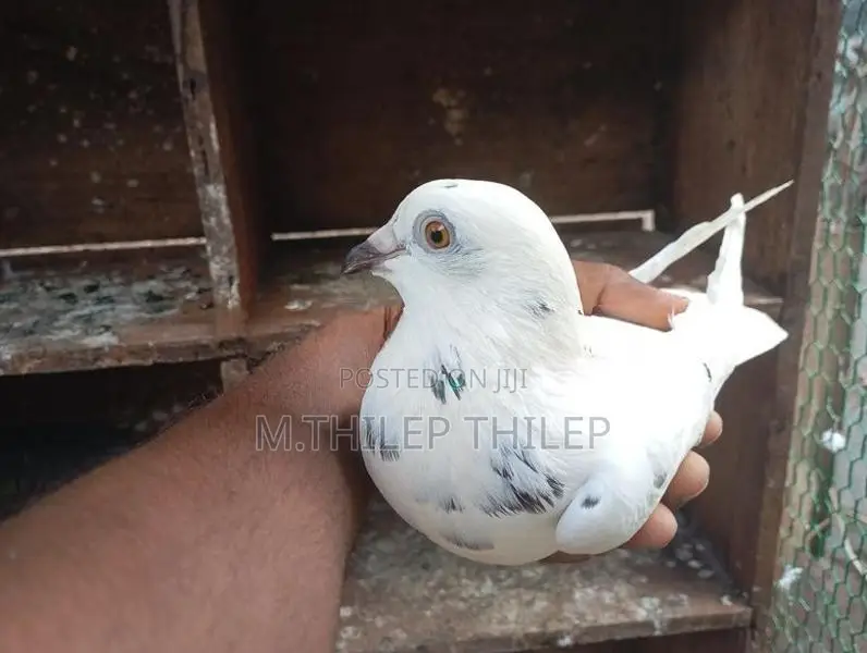 Pigeons