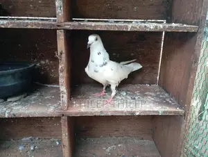 Pigeons