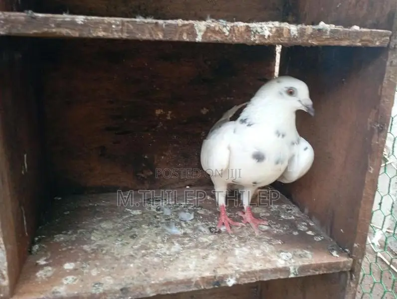 Pigeons