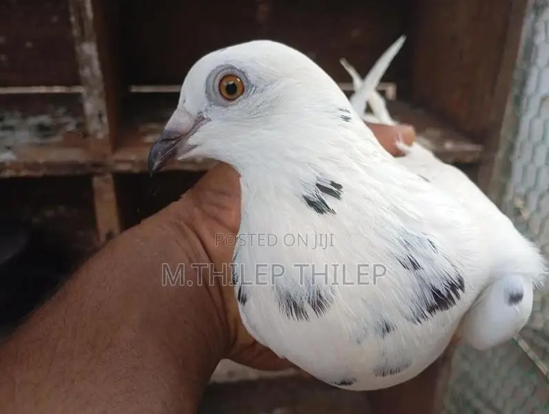 Pigeons