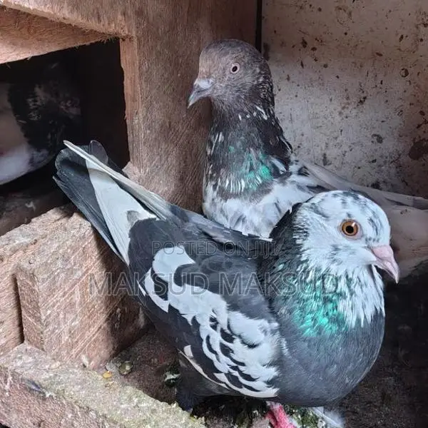 Pigeons