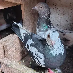 Pigeons