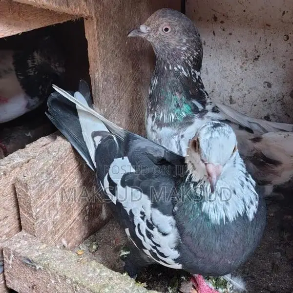 Pigeons