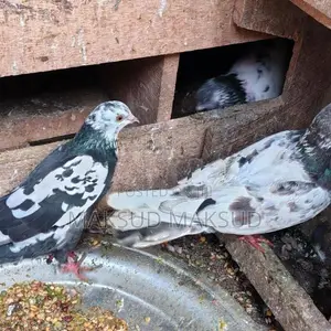 Pigeons