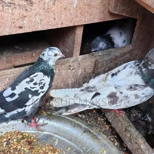 Pigeons