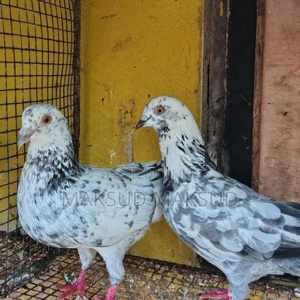 Pigeons