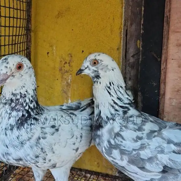 Pigeons