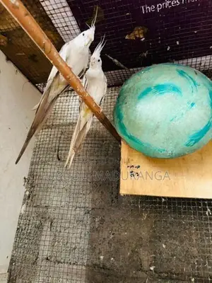 Cocktail Bird