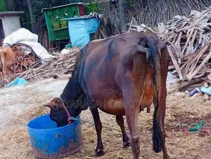 Milk Cow