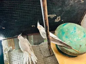 Cocktail Bird